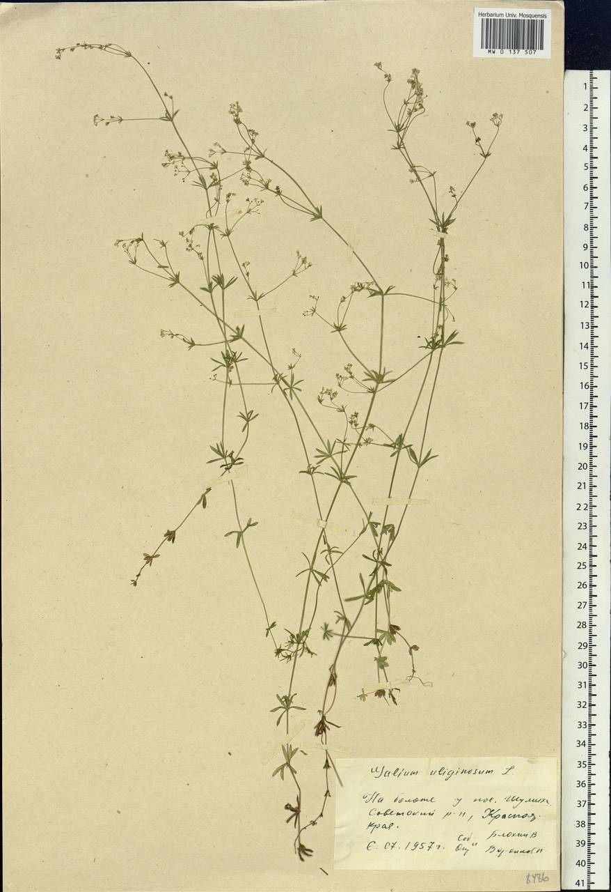 Galium uliginosum L., Siberia, Central Siberia (S3) (Russia)