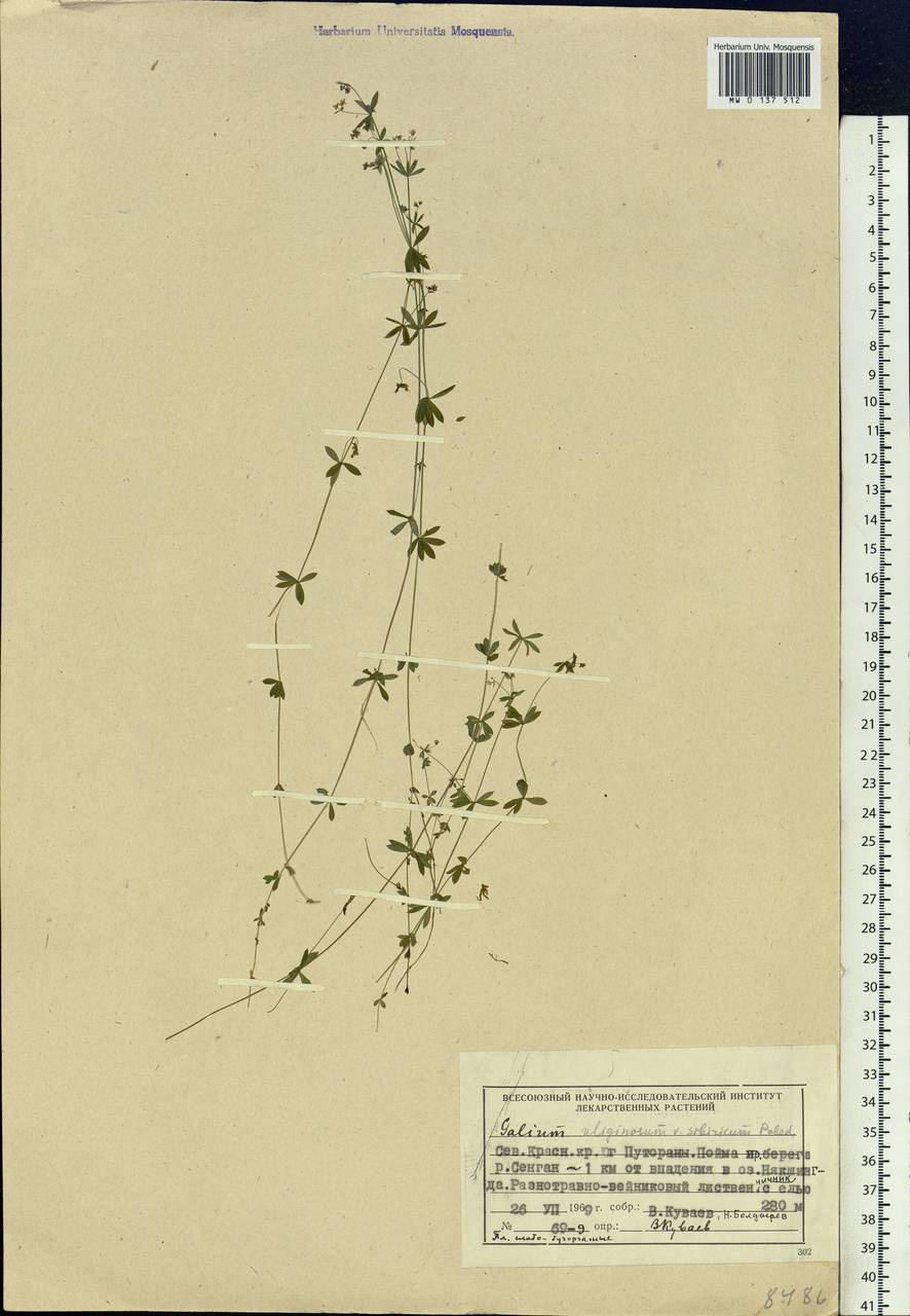 Galium uliginosum L., Siberia, Central Siberia (S3) (Russia)