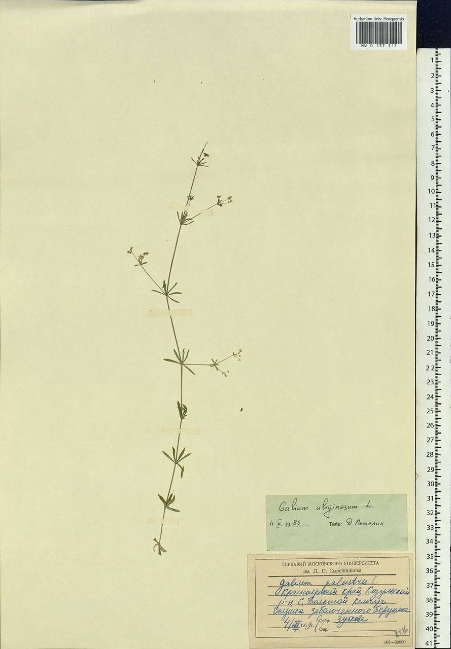 Galium uliginosum L., Siberia, Central Siberia (S3) (Russia)