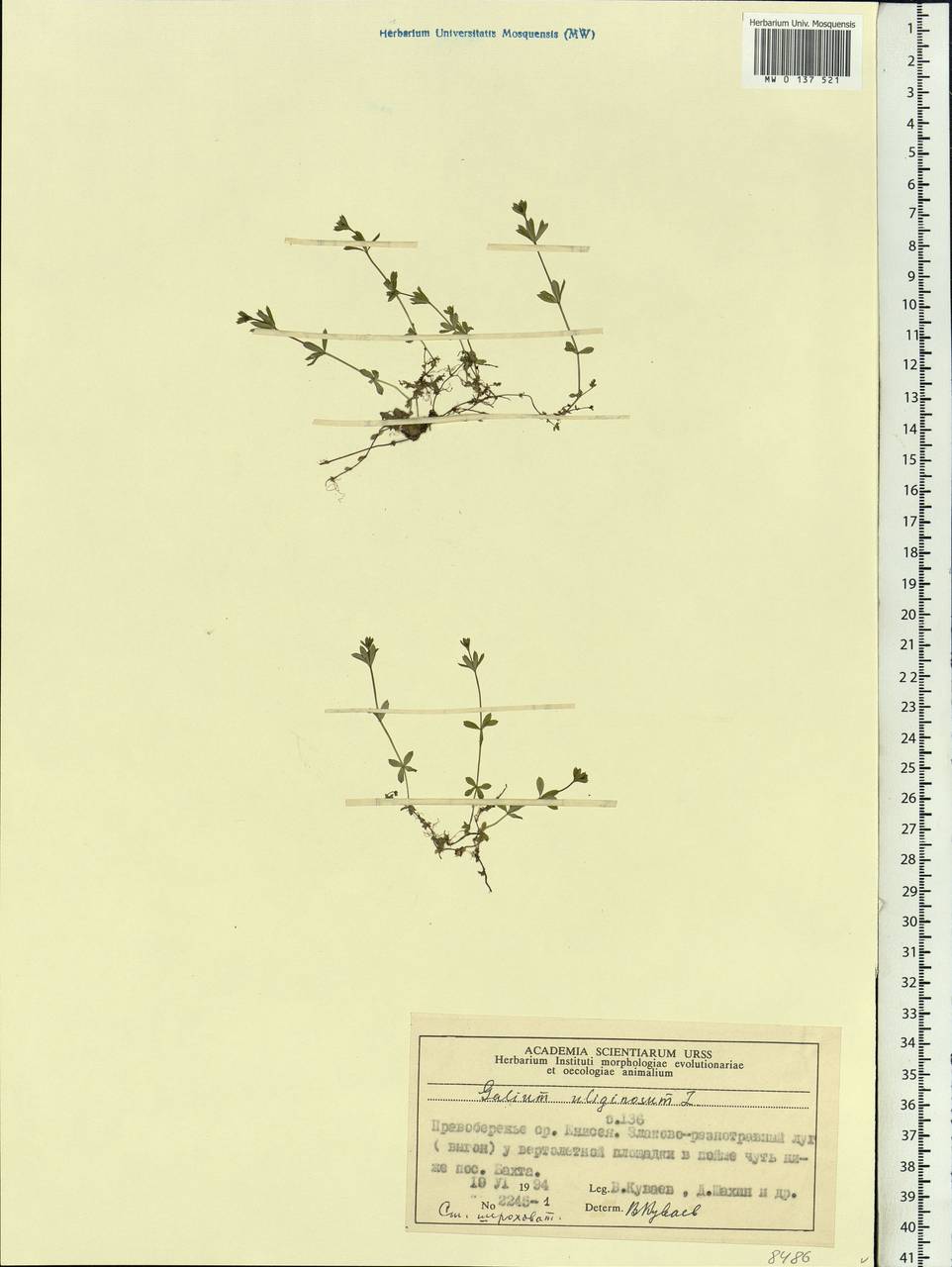 Galium uliginosum L., Siberia, Central Siberia (S3) (Russia)