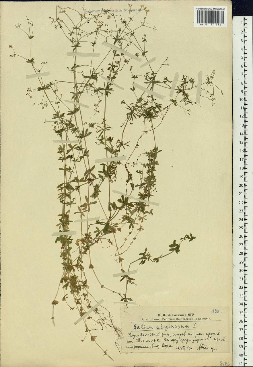 Galium uliginosum L., Siberia, Altai & Sayany Mountains (S2) (Russia)