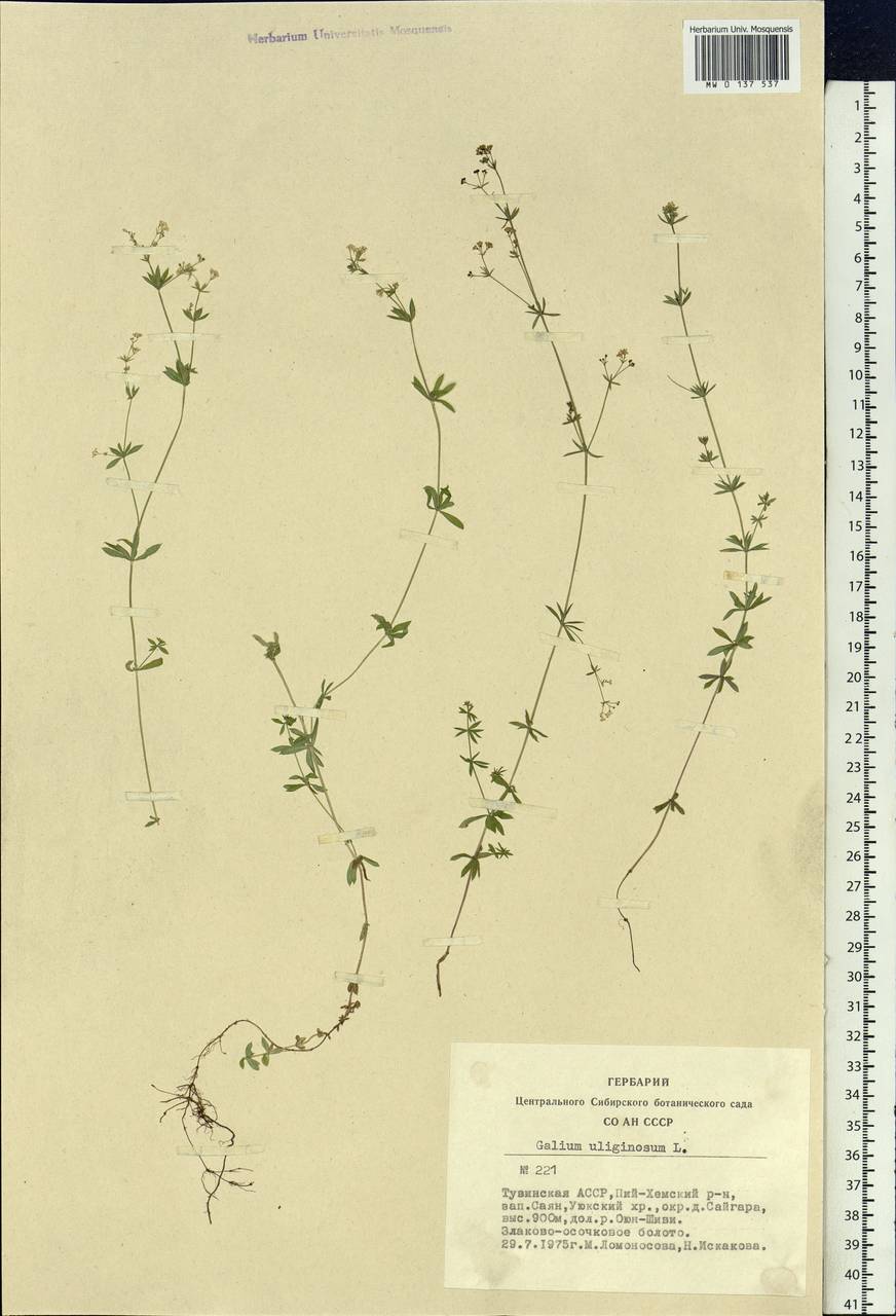 Galium uliginosum L., Siberia, Altai & Sayany Mountains (S2) (Russia)