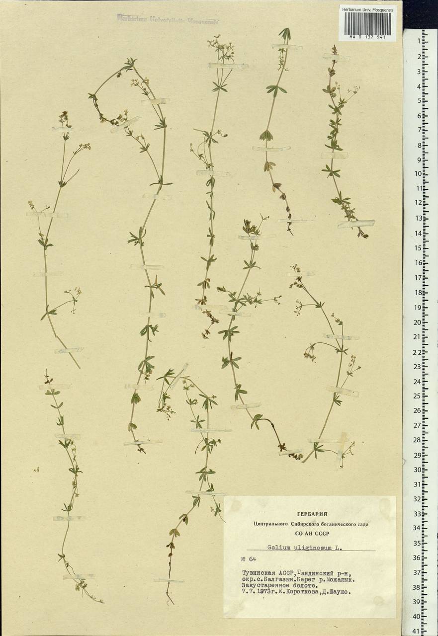 Galium uliginosum L., Siberia, Altai & Sayany Mountains (S2) (Russia)