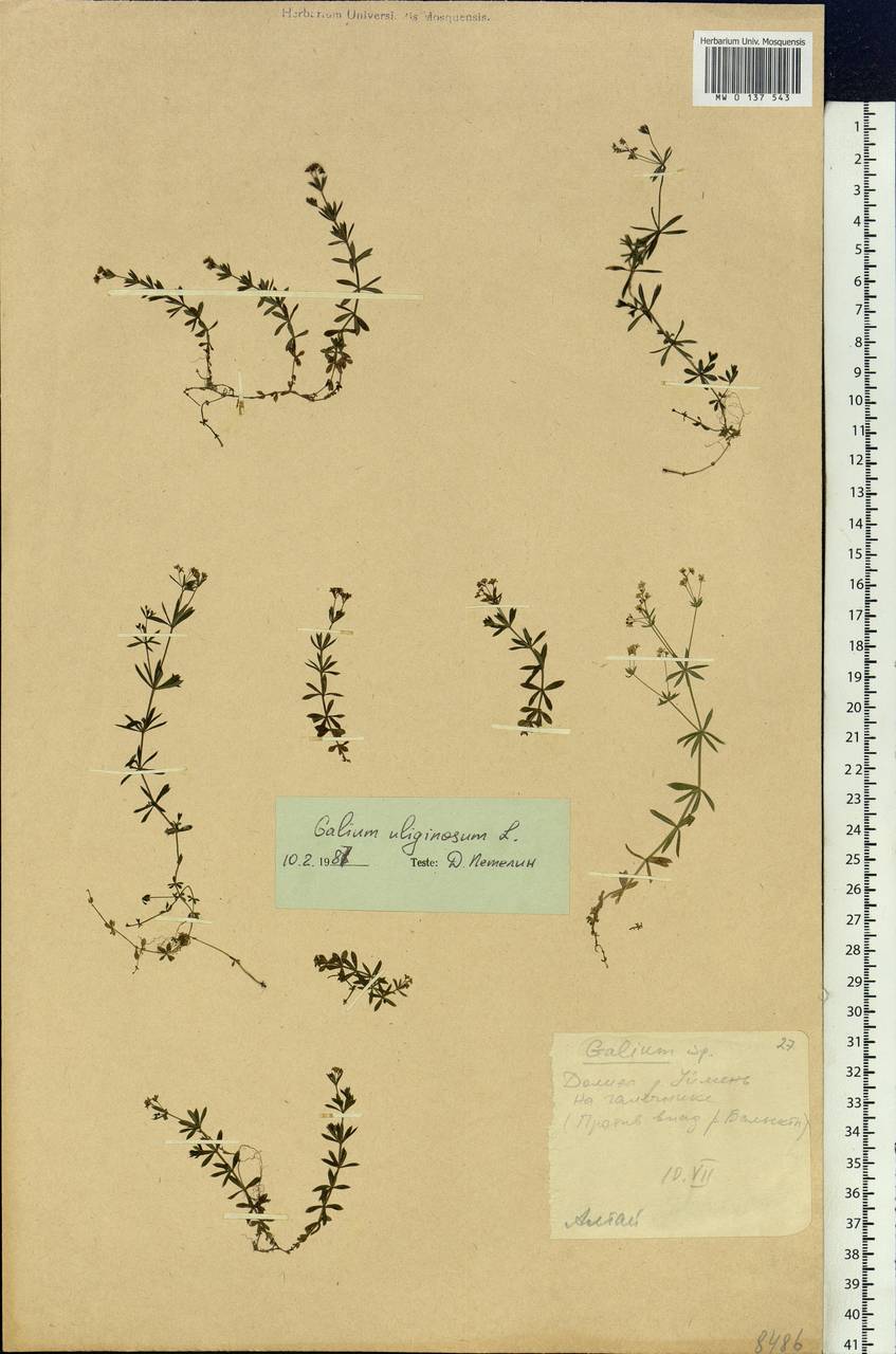 Galium uliginosum L., Siberia, Altai & Sayany Mountains (S2) (Russia)