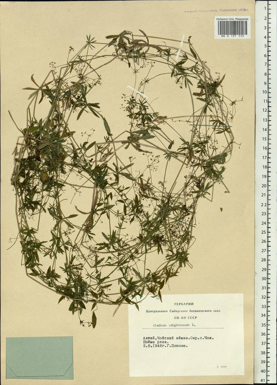 Galium uliginosum L., Siberia, Altai & Sayany Mountains (S2) (Russia)