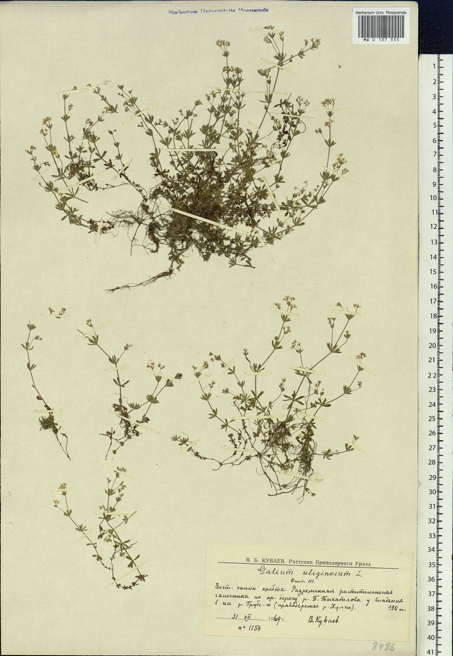 Galium uliginosum L., Siberia, Western Siberia (S1) (Russia)