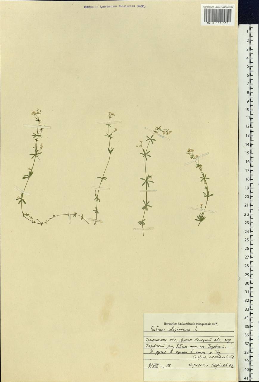 Galium uliginosum L., Siberia, Western Siberia (S1) (Russia)