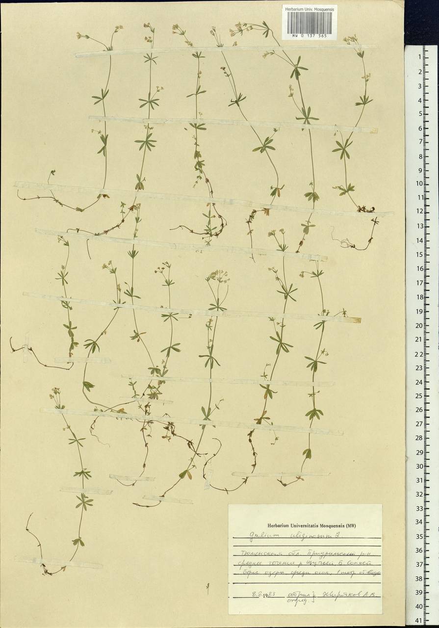 Galium uliginosum L., Siberia, Western Siberia (S1) (Russia)