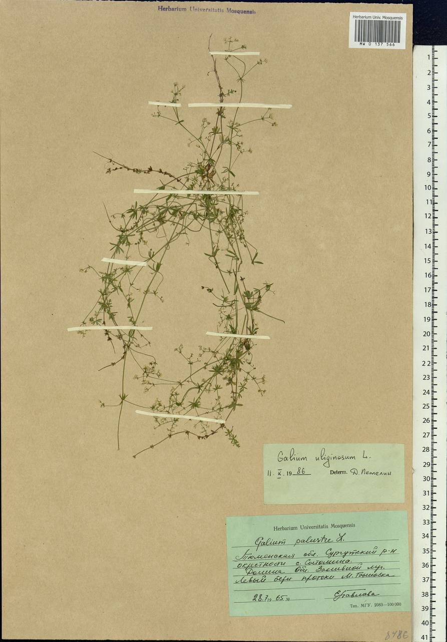 Galium uliginosum L., Siberia, Western Siberia (S1) (Russia)