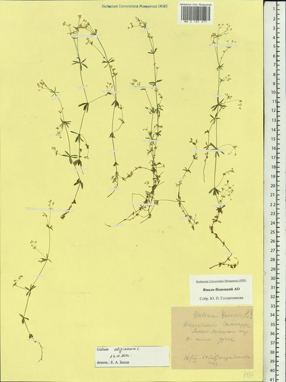Galium uliginosum L., Siberia, Western Siberia (S1) (Russia)