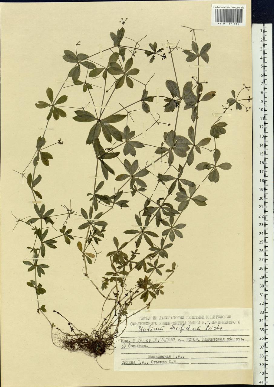 Galium triflorum Michx., Siberia, Chukotka & Kamchatka (S7) (Russia)