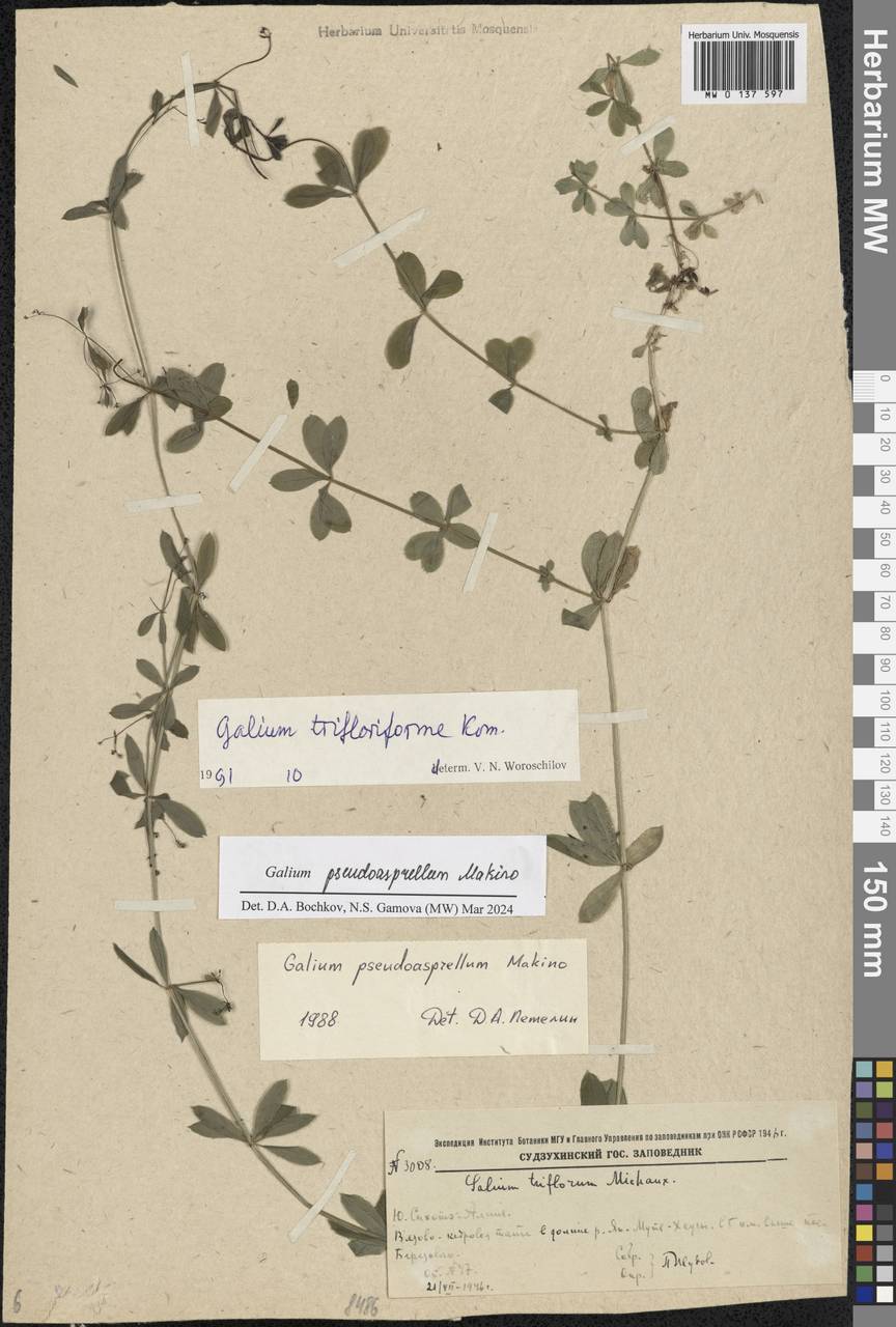 Galium pseudoasprellum Makino, Siberia, Russian Far East (S6) (Russia)