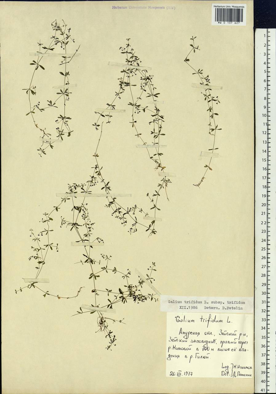 Galium trifidum L., Siberia, Russian Far East (S6) (Russia)