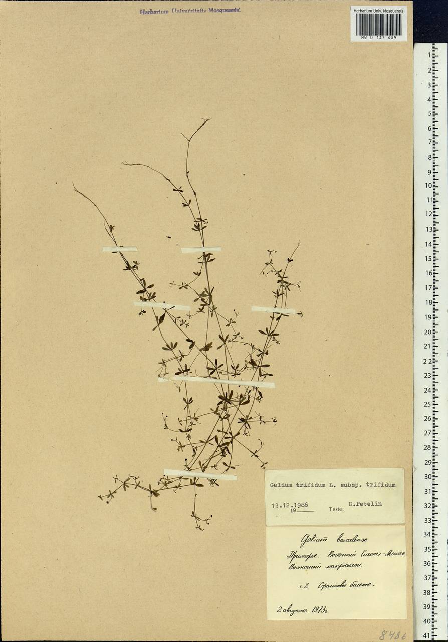 Galium trifidum L., Siberia, Russian Far East (S6) (Russia)