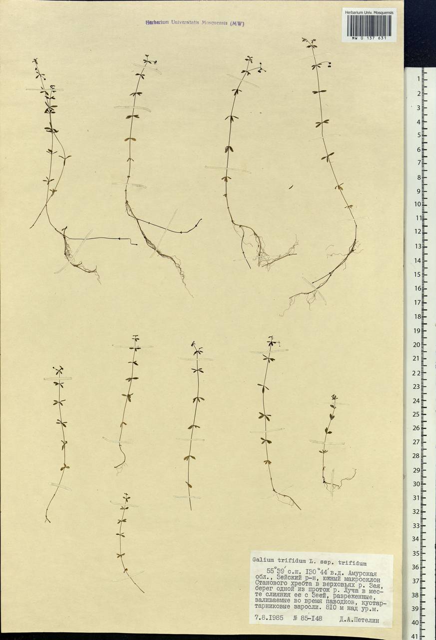 Galium trifidum L., Siberia, Russian Far East (S6) (Russia)