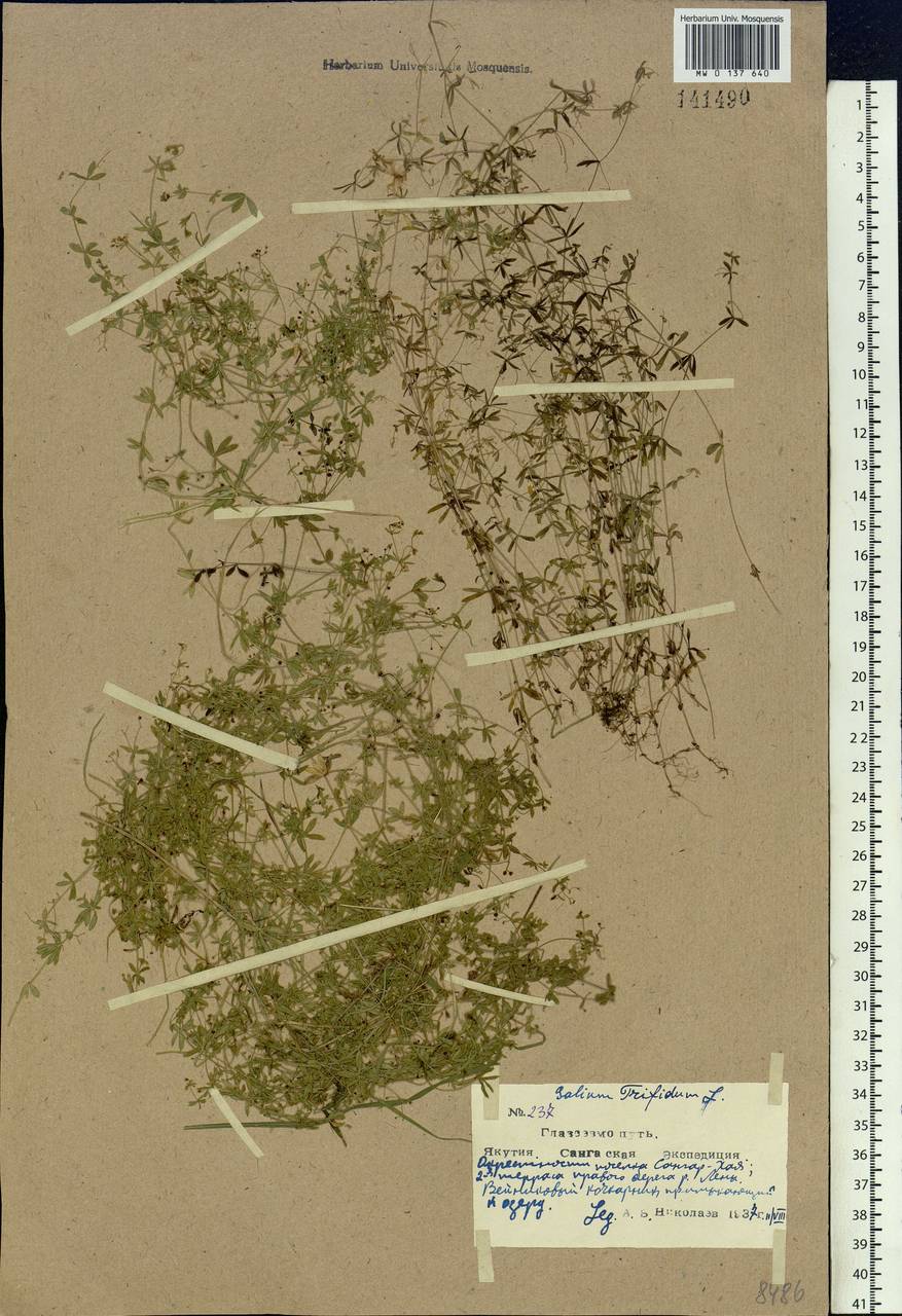 Galium trifidum L., Siberia, Yakutia (S5) (Russia)