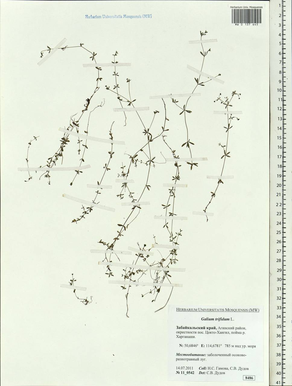 Galium trifidum L., Siberia, Baikal & Transbaikal region (S4) (Russia)