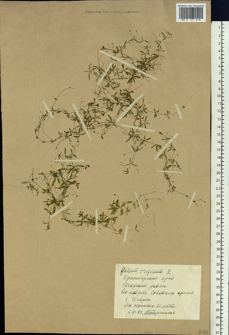 Galium trifidum L., Siberia, Central Siberia (S3) (Russia)