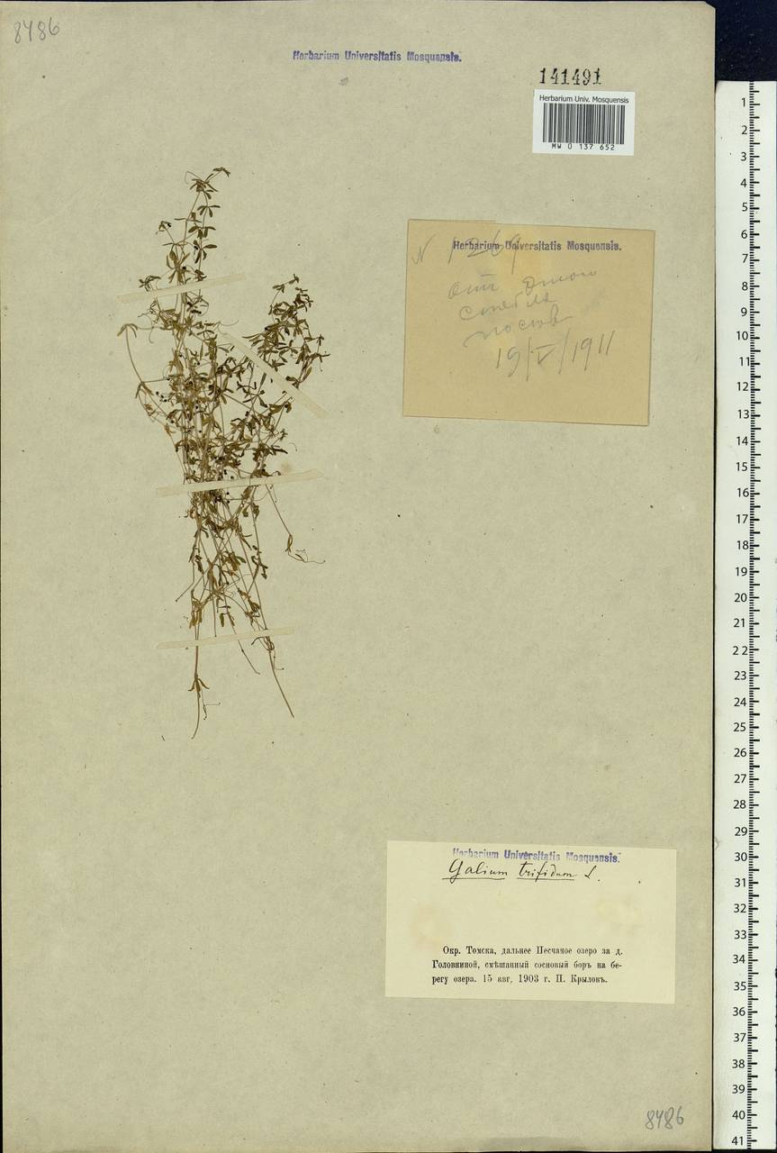 Galium trifidum L., Siberia, Western Siberia (S1) (Russia)