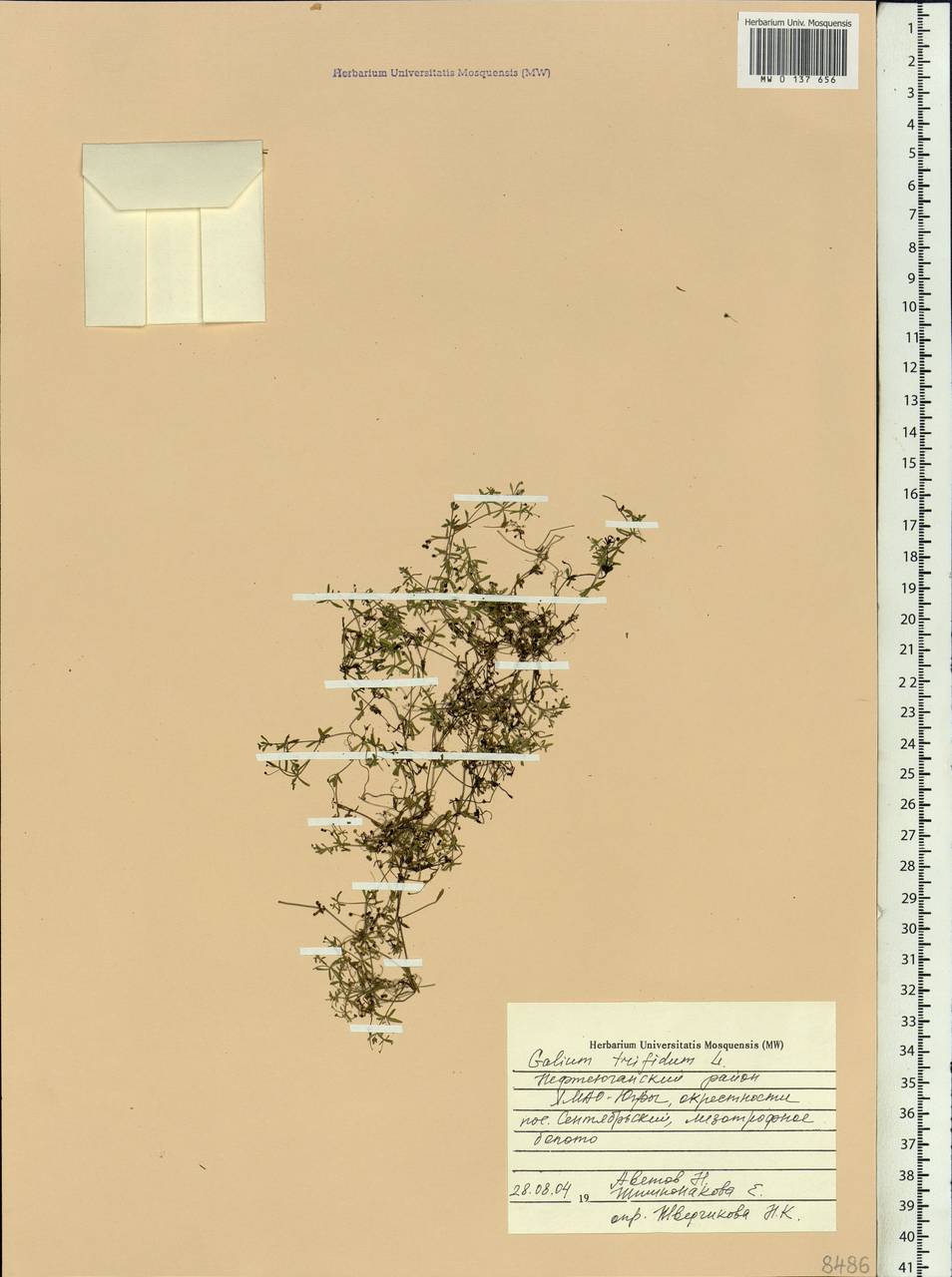 Galium trifidum L., Siberia, Western Siberia (S1) (Russia)