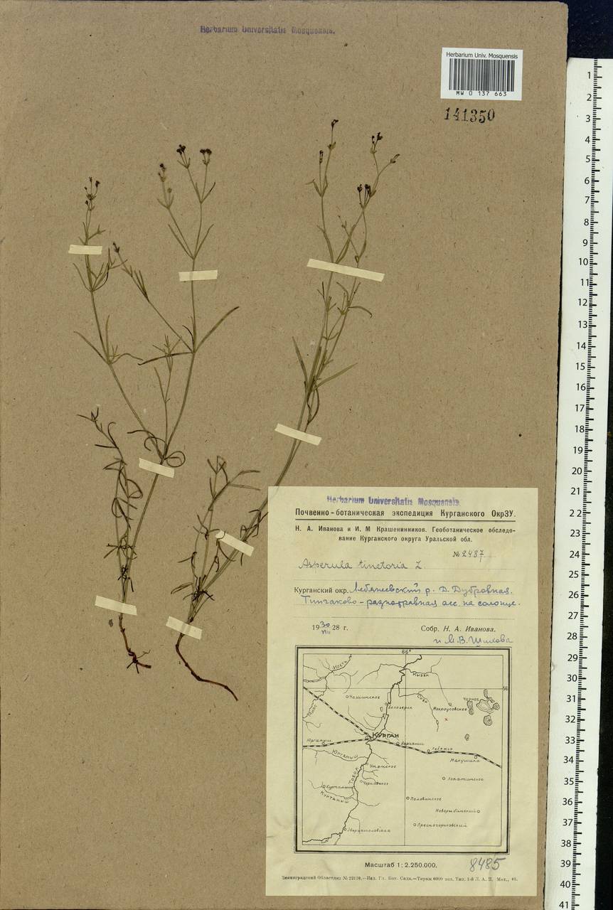 Asperula tinctoria L., Siberia, Western Siberia (S1) (Russia)