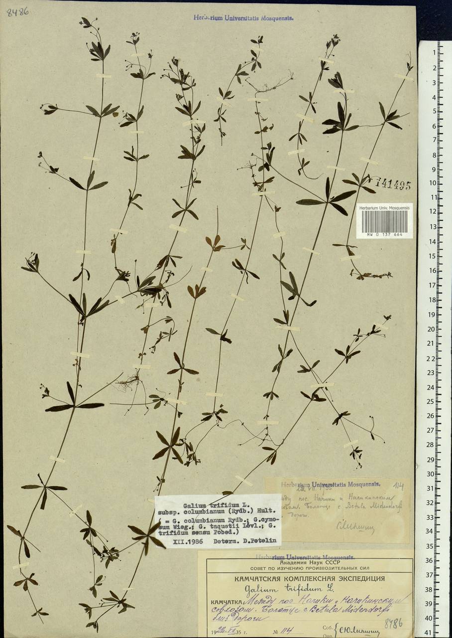 Galium trifidum subsp. columbianum (Rydb.) Hultén, Siberia, Chukotka & Kamchatka (S7) (Russia)