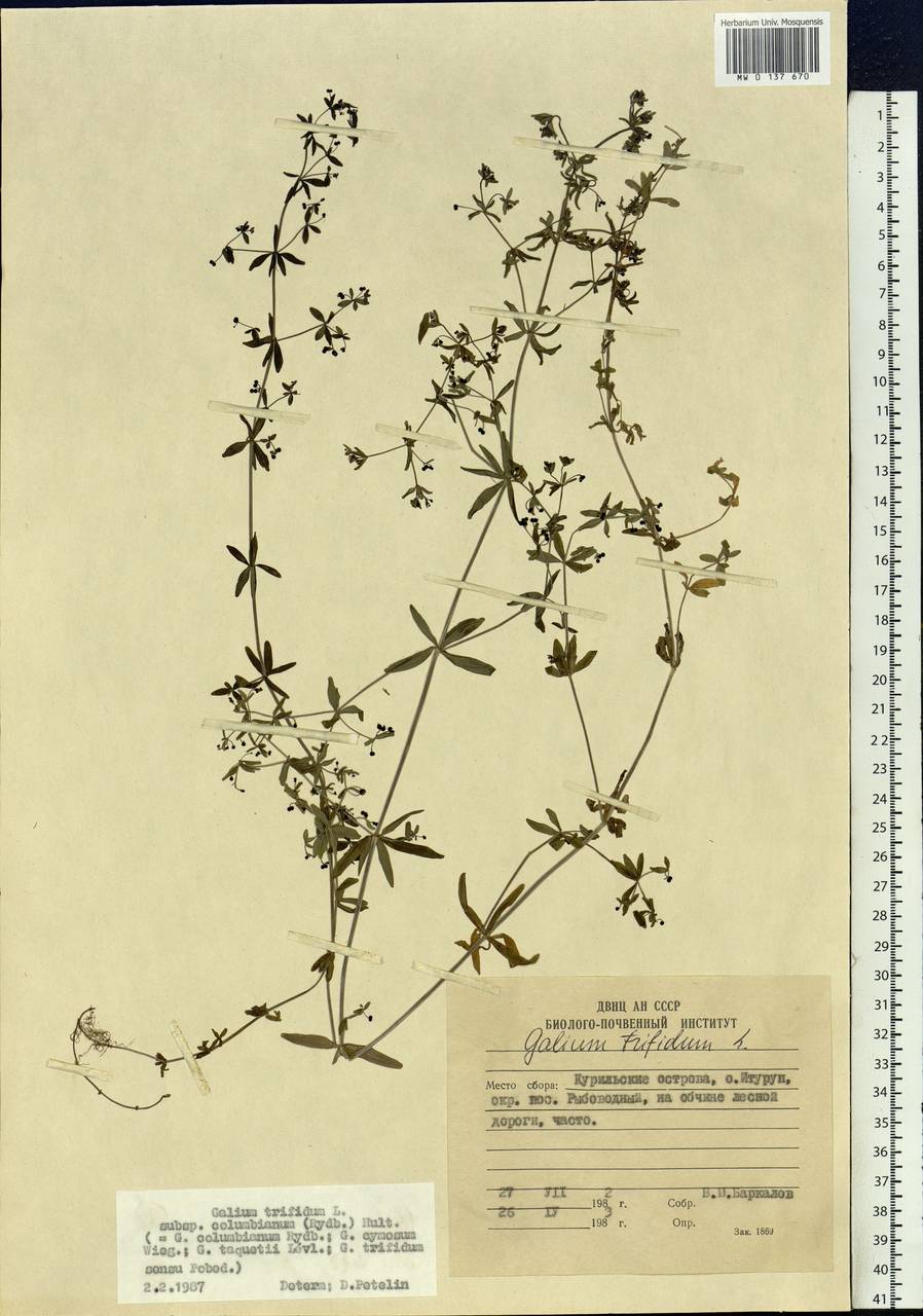 Galium trifidum subsp. columbianum (Rydb.) Hultén, Siberia, Russian Far East (S6) (Russia)