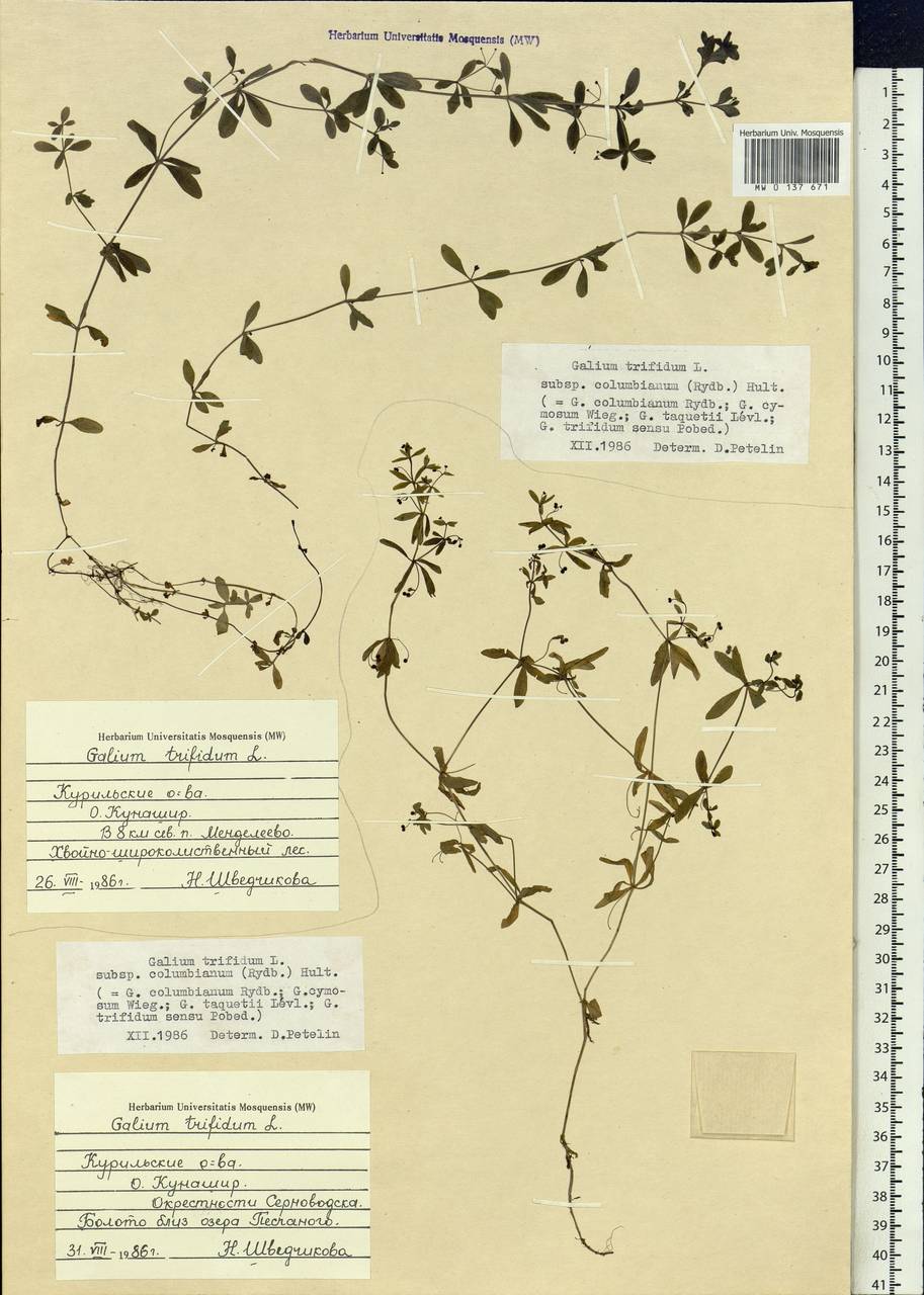 Galium trifidum subsp. columbianum (Rydb.) Hultén, Siberia, Russian Far East (S6) (Russia)