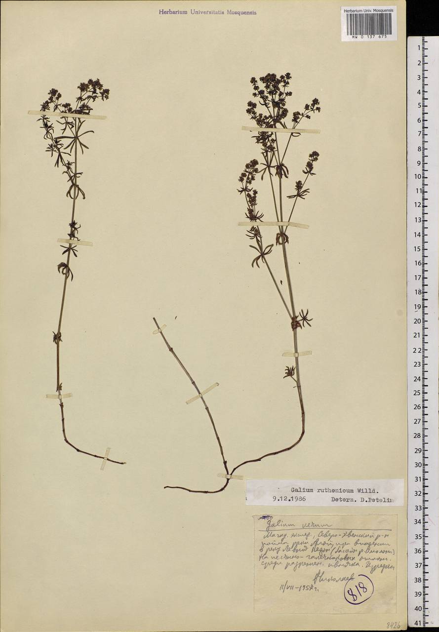 Galium verum subsp. verum, Siberia, Chukotka & Kamchatka (S7) (Russia)