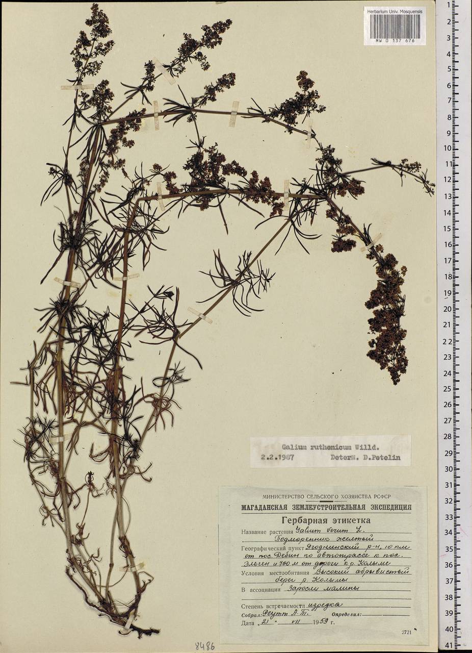 Galium verum subsp. verum, Siberia, Chukotka & Kamchatka (S7) (Russia)
