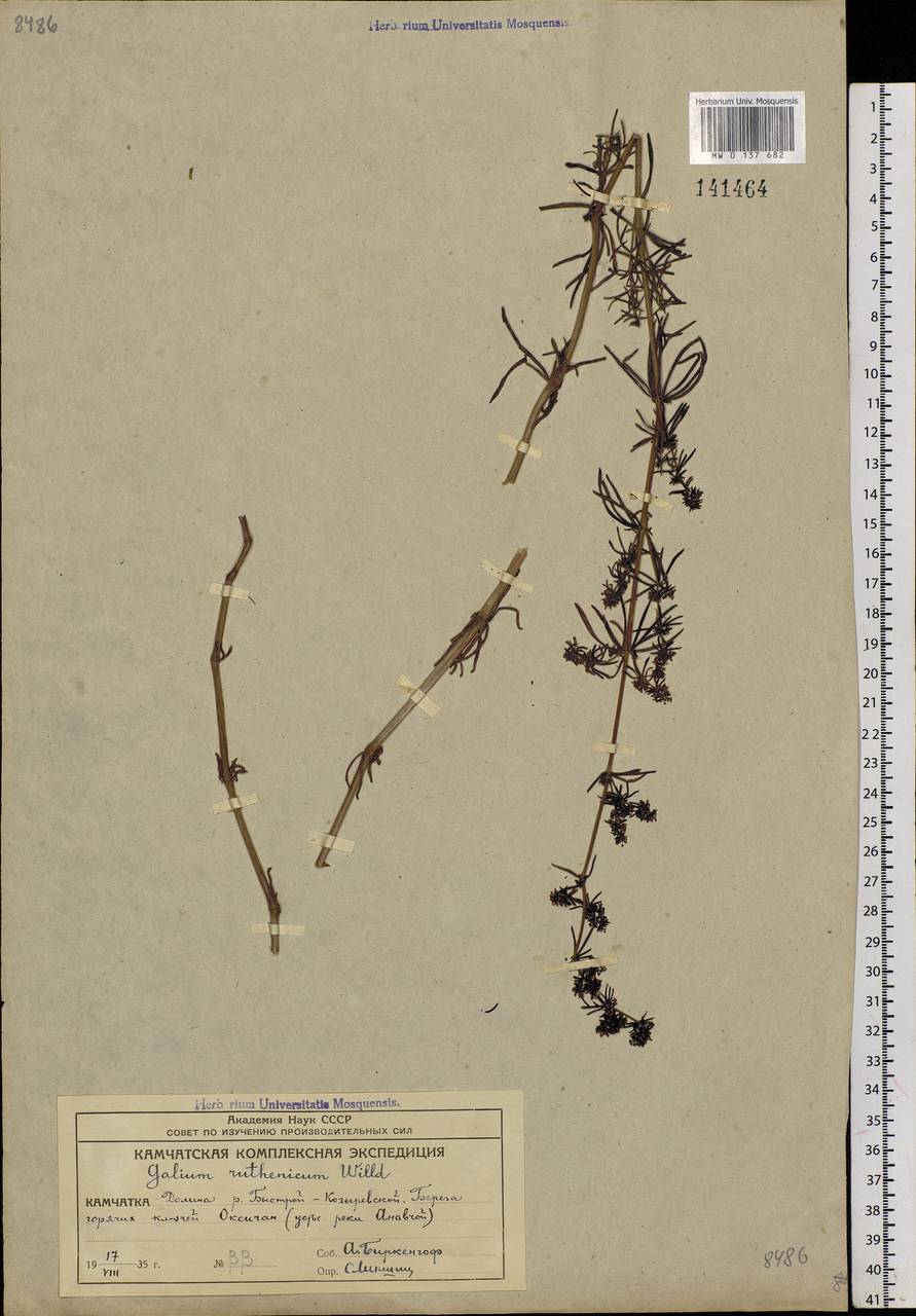 Galium ruthenicum Willd., Siberia, Chukotka & Kamchatka (S7) (Russia)