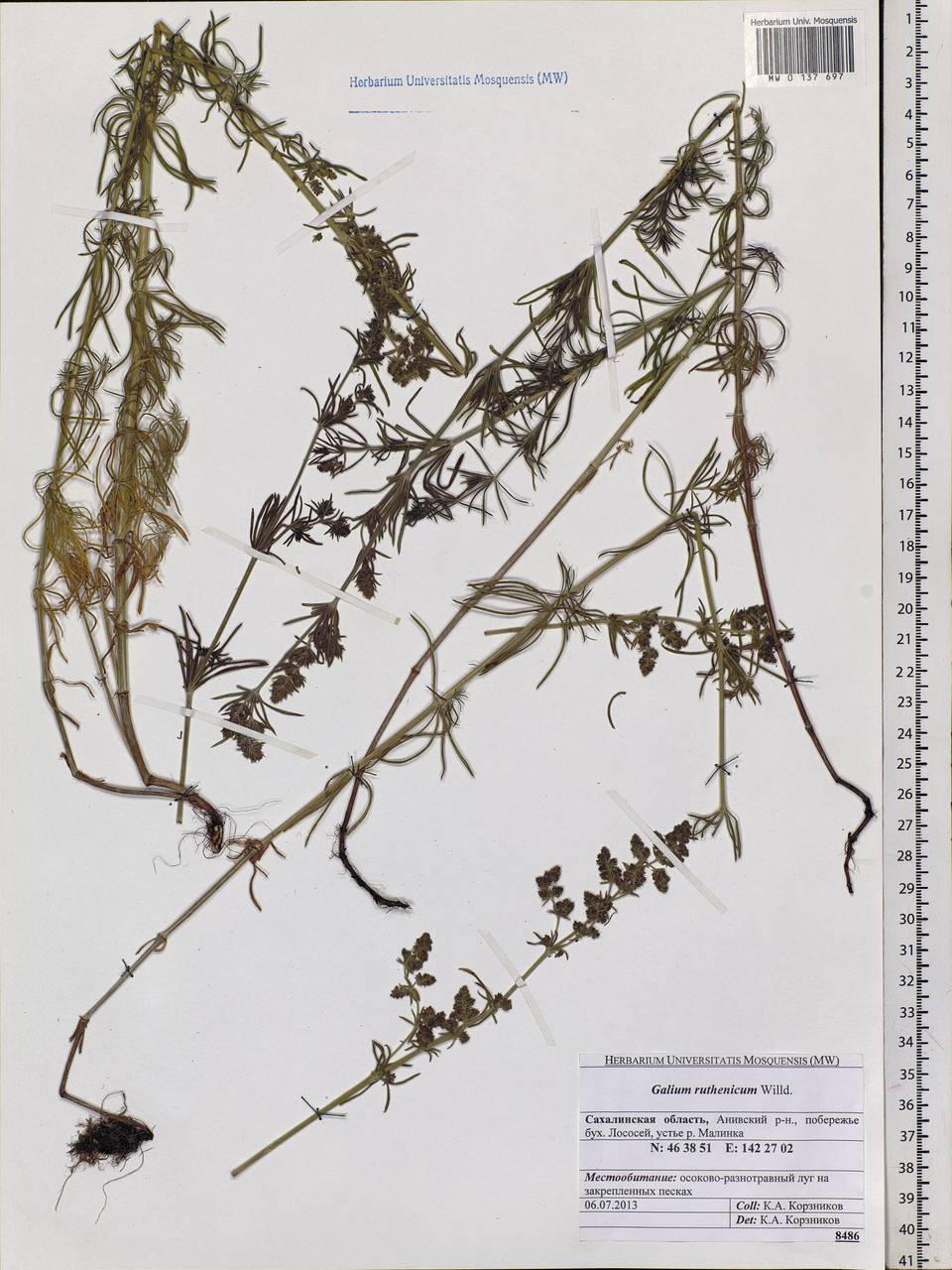 Galium verum subsp. verum, Siberia, Russian Far East (S6) (Russia)