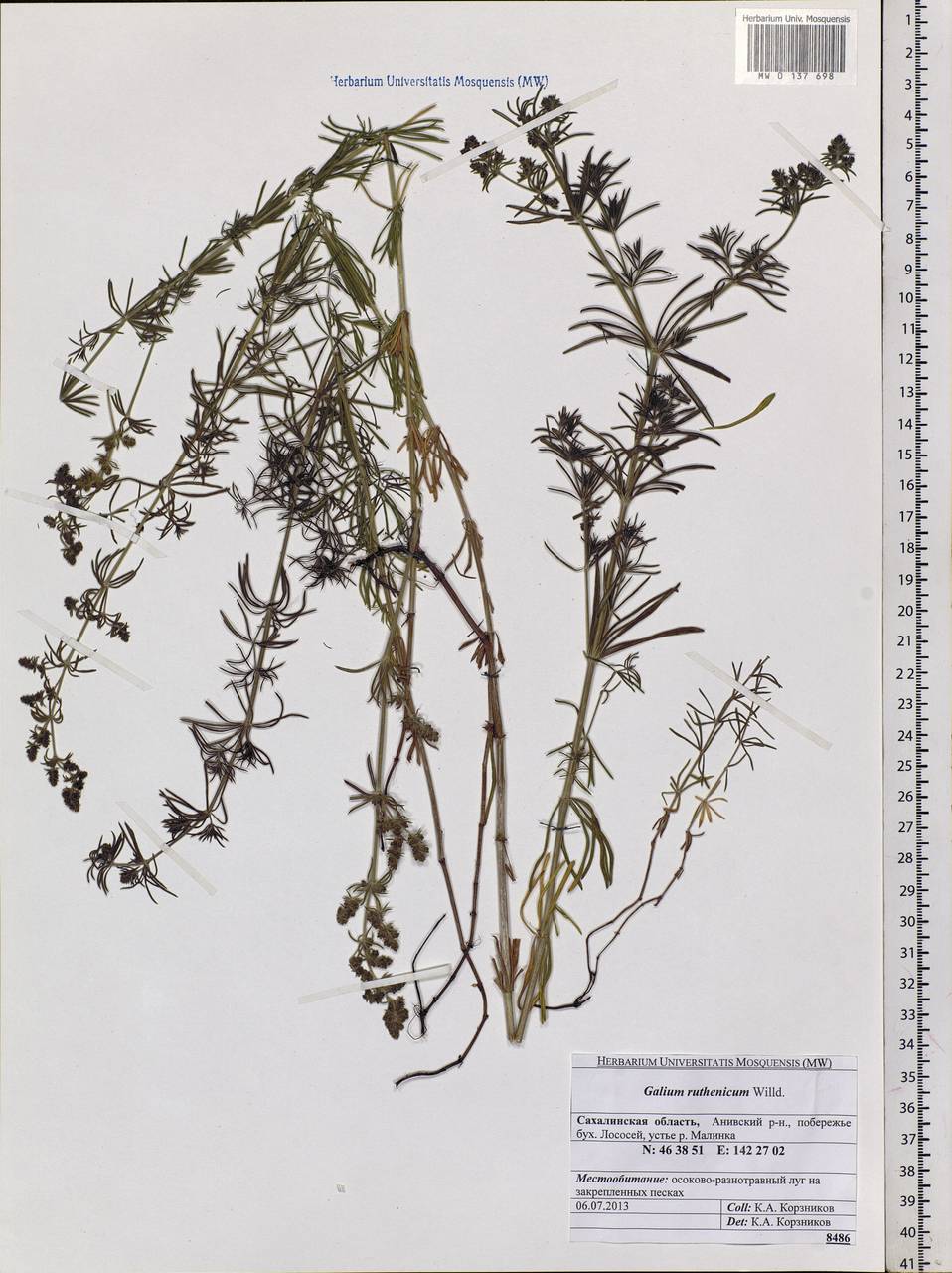 Galium verum subsp. verum, Siberia, Russian Far East (S6) (Russia)