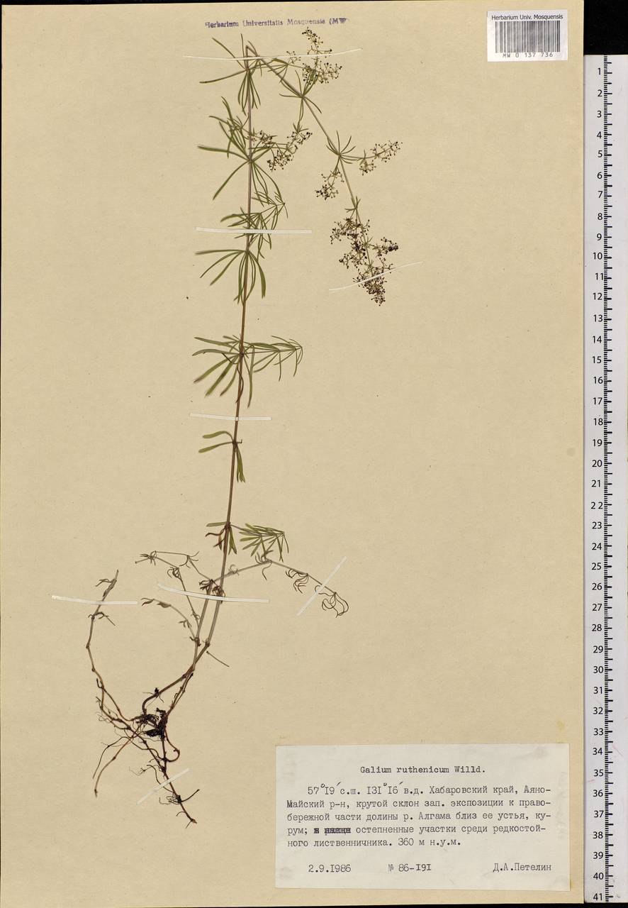 Galium verum subsp. verum, Siberia, Yakutia (S5) (Russia)