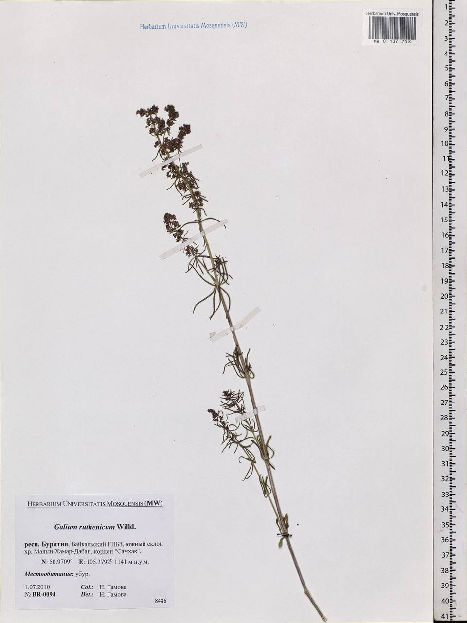 Galium verum subsp. verum, Siberia, Baikal & Transbaikal region (S4) (Russia)