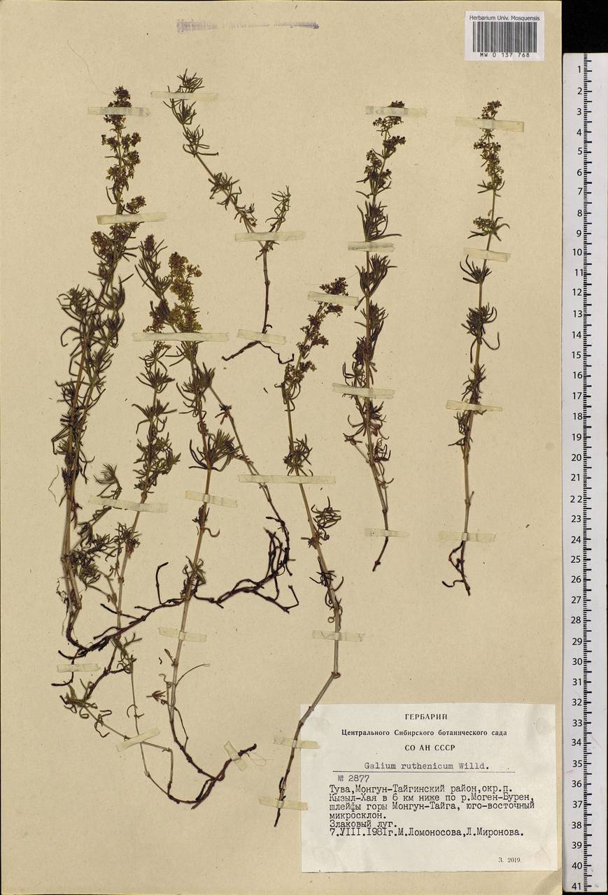 Galium verum subsp. verum, Siberia, Altai & Sayany Mountains (S2) (Russia)