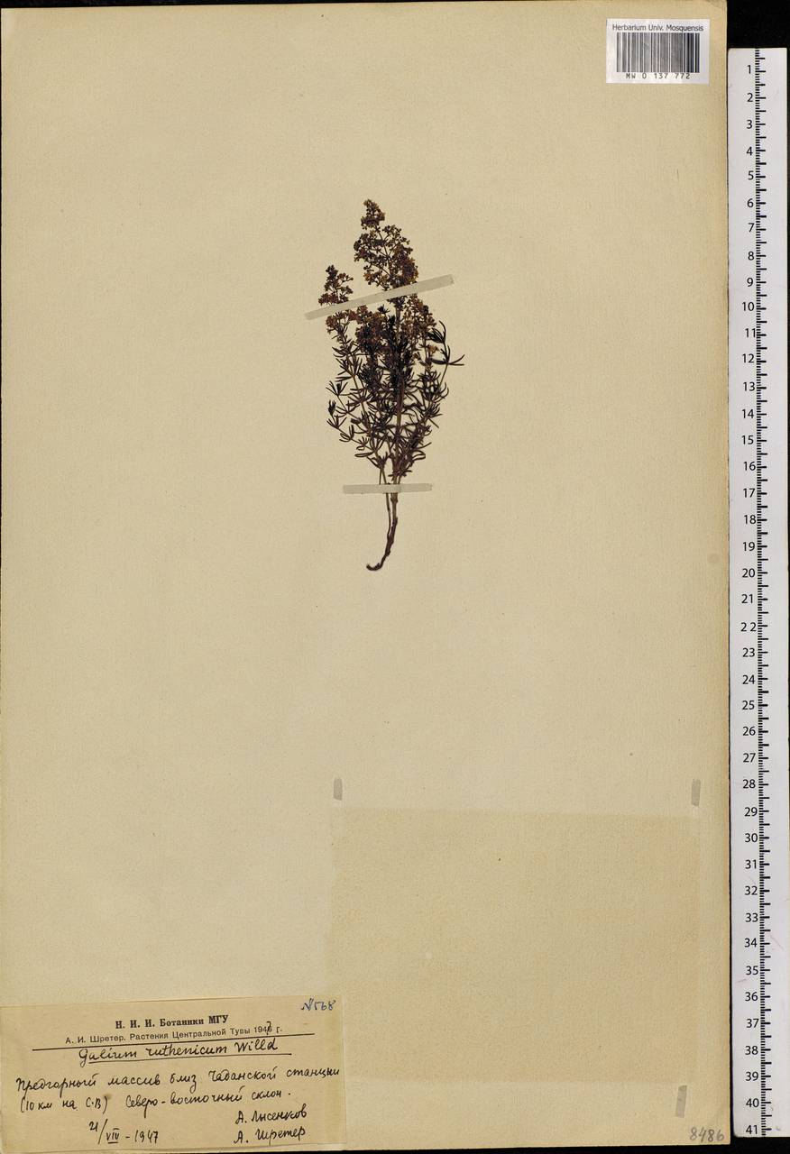 Galium verum subsp. verum, Siberia, Altai & Sayany Mountains (S2) (Russia)