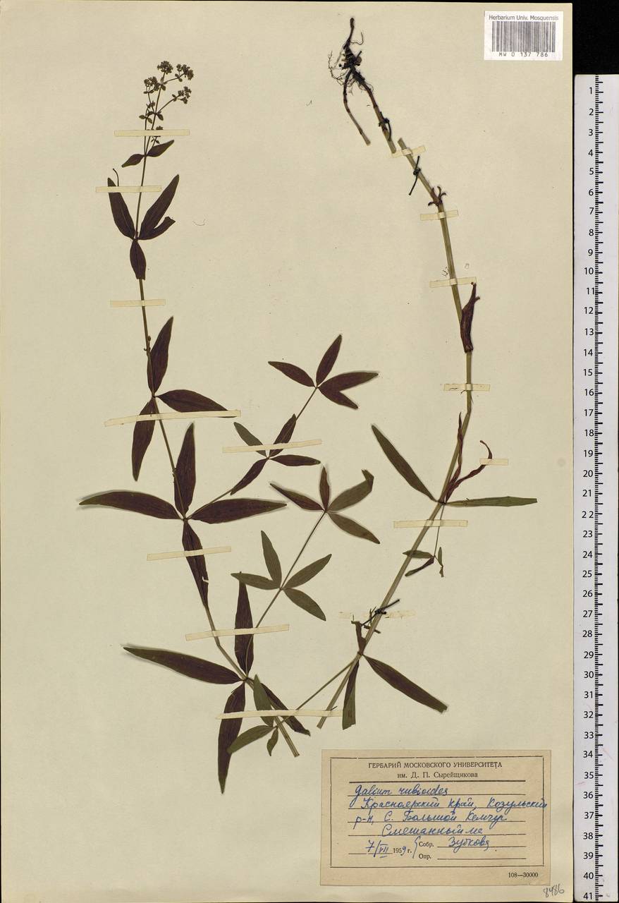 Galium rubioides L., Siberia, Central Siberia (S3) (Russia)