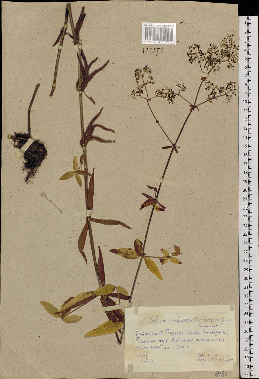 Galium rubioides L., Siberia, Altai & Sayany Mountains (S2) (Russia)