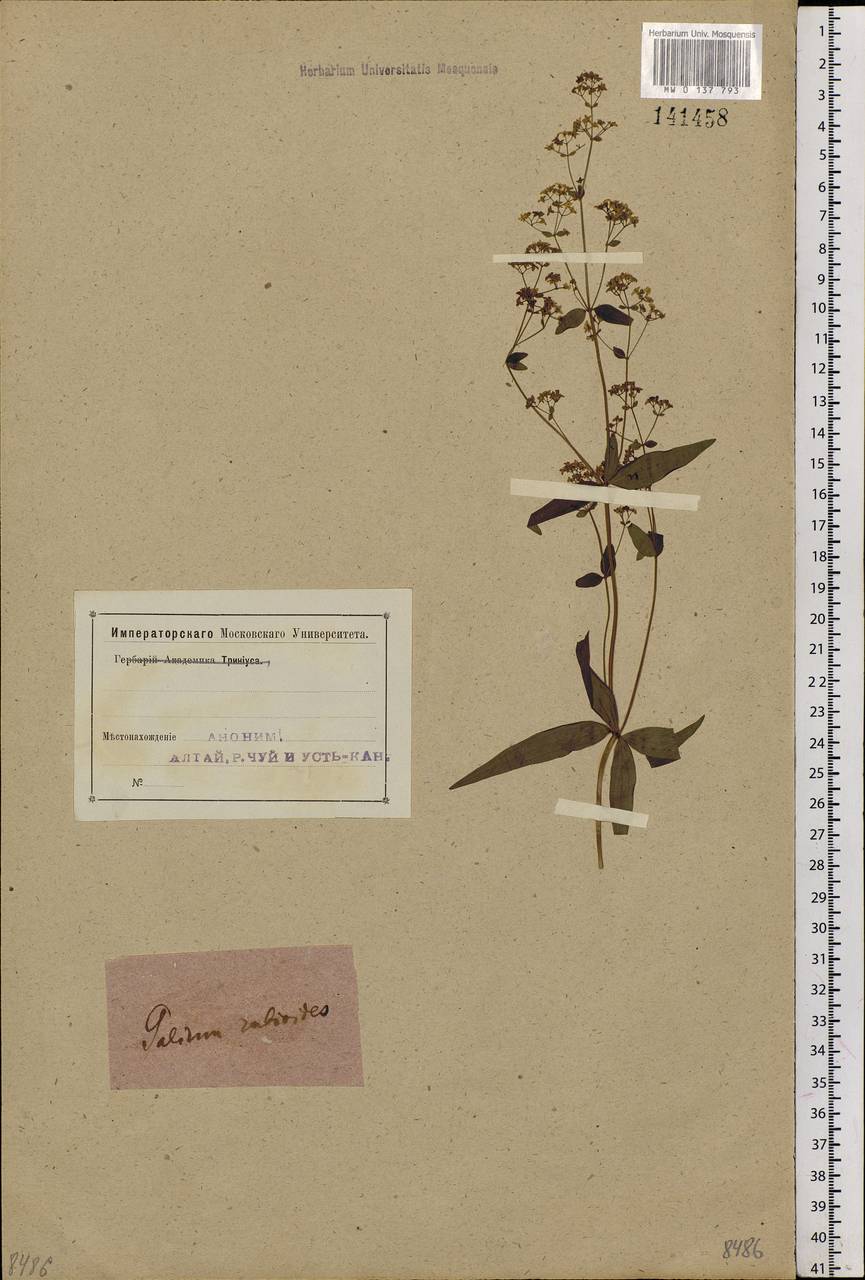 Galium rubioides L., Siberia, Altai & Sayany Mountains (S2) (Russia)