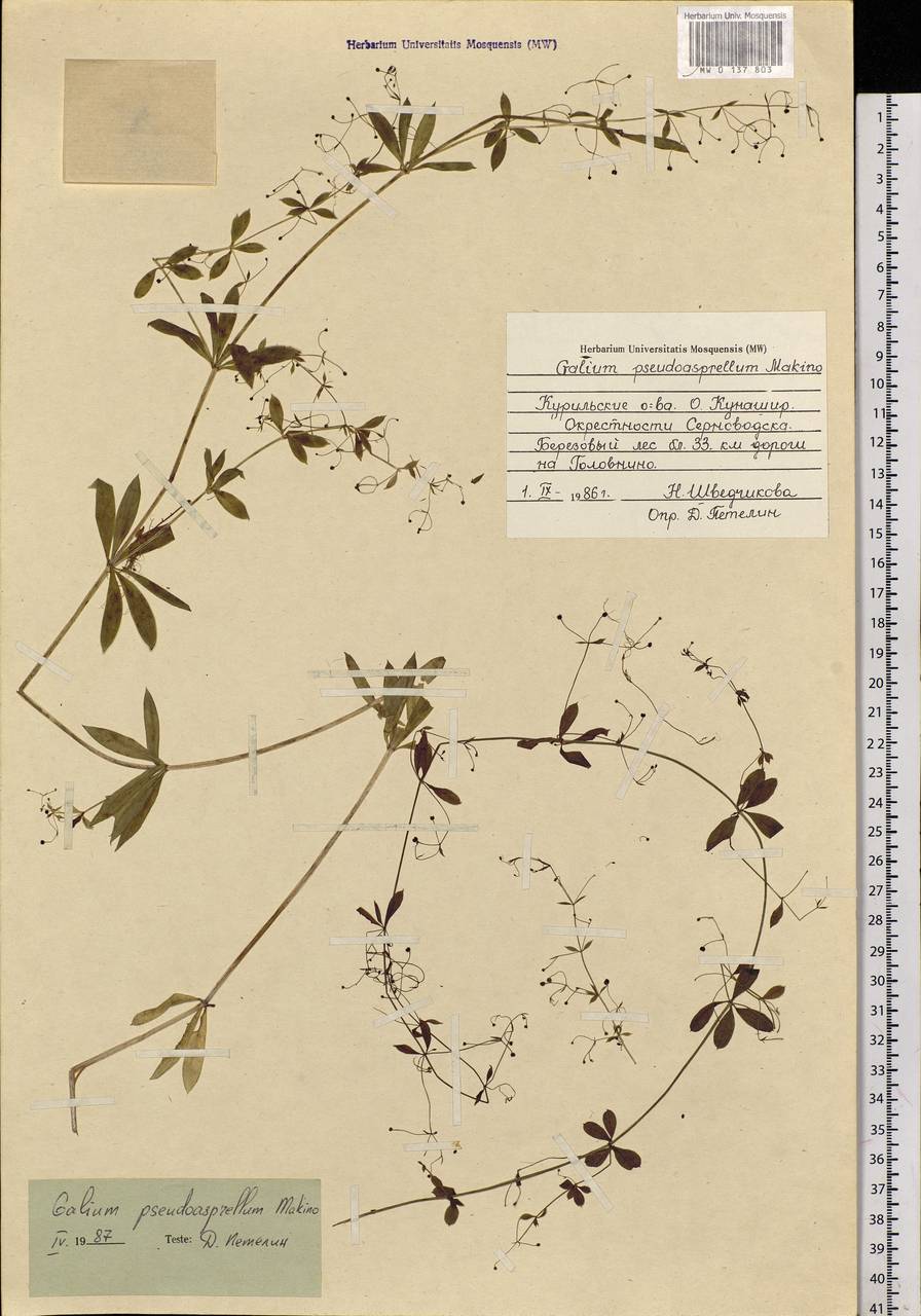 Galium pseudoasprellum Makino, Siberia, Russian Far East (S6) (Russia)