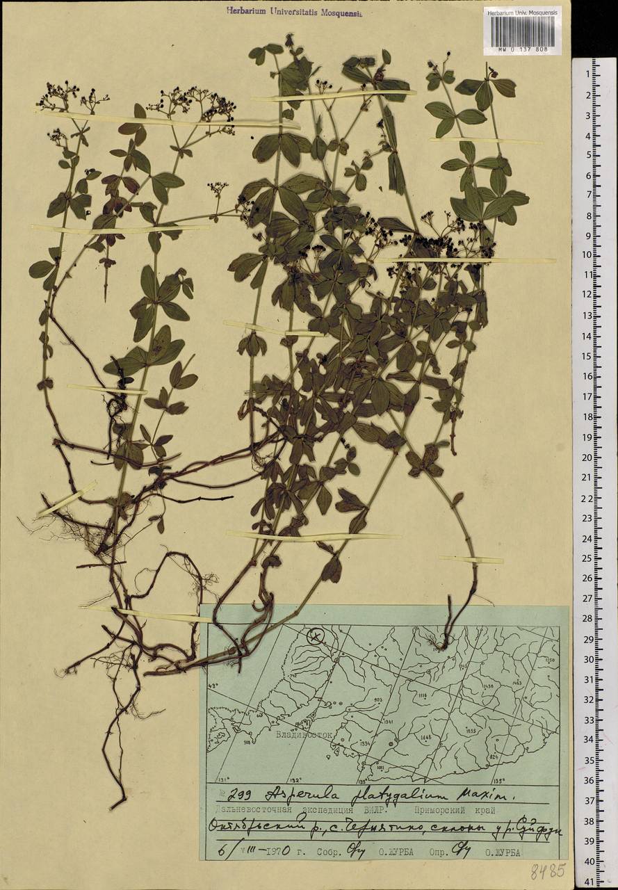 Galium platygalium (Maxim.) Pobed., Siberia, Russian Far East (S6) (Russia)