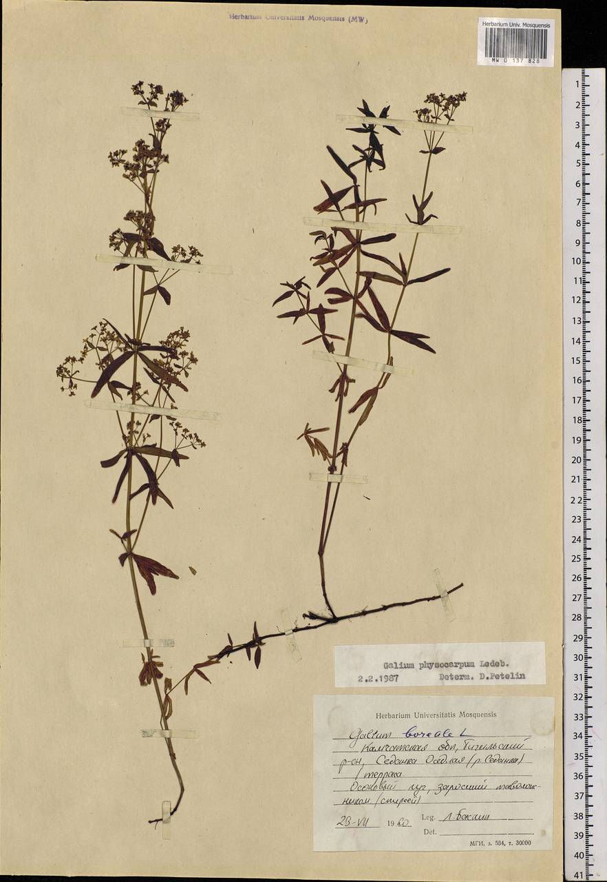 Galium rubioides L., Siberia, Chukotka & Kamchatka (S7) (Russia)