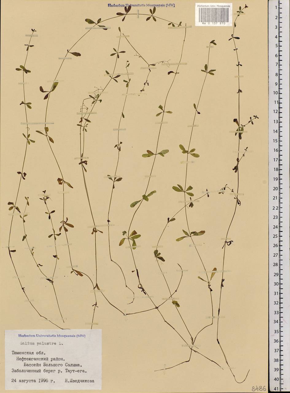 Galium palustre L., Siberia, Western Siberia (S1) (Russia)