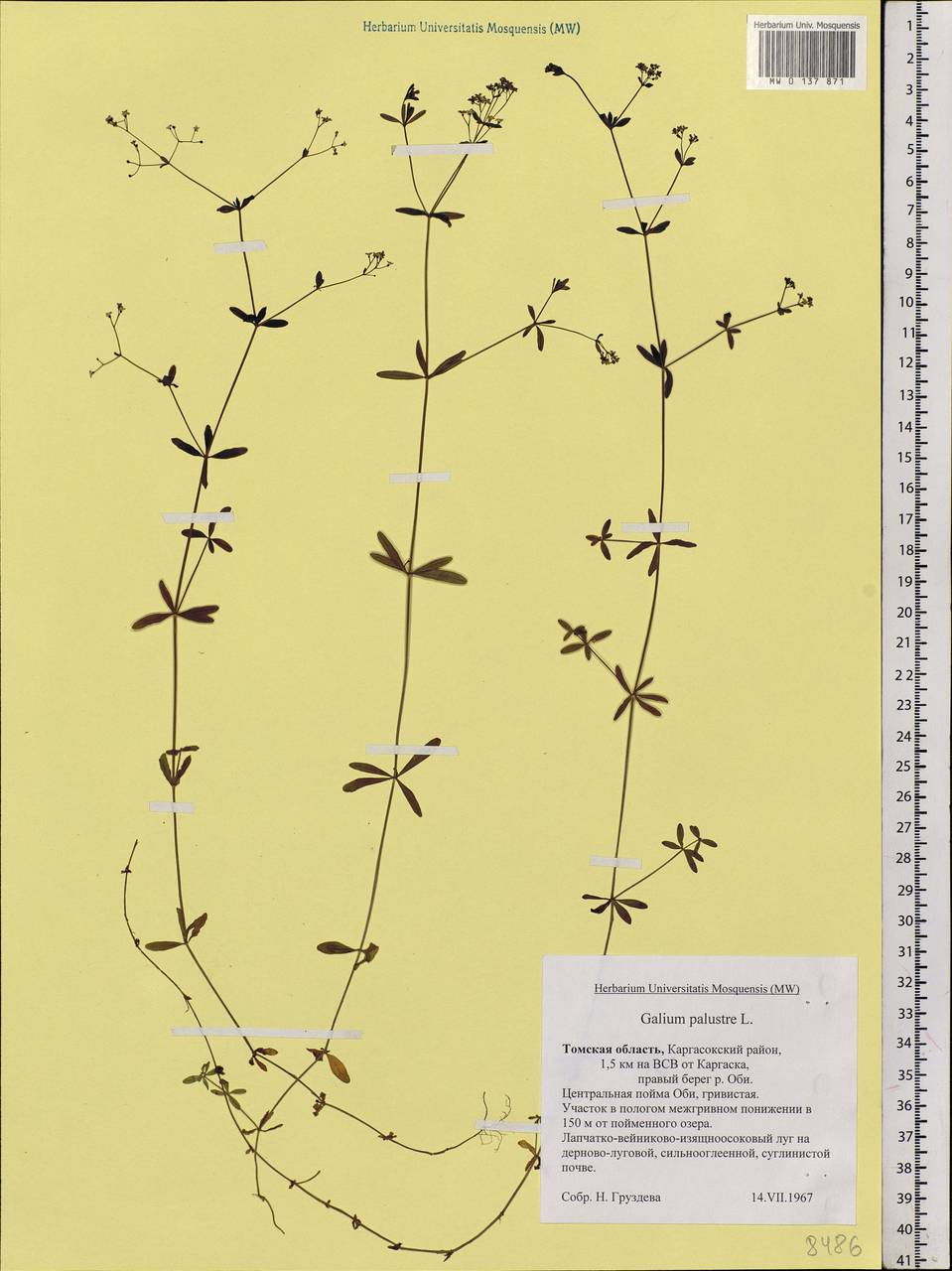 Galium palustre L., Siberia, Western Siberia (S1) (Russia)