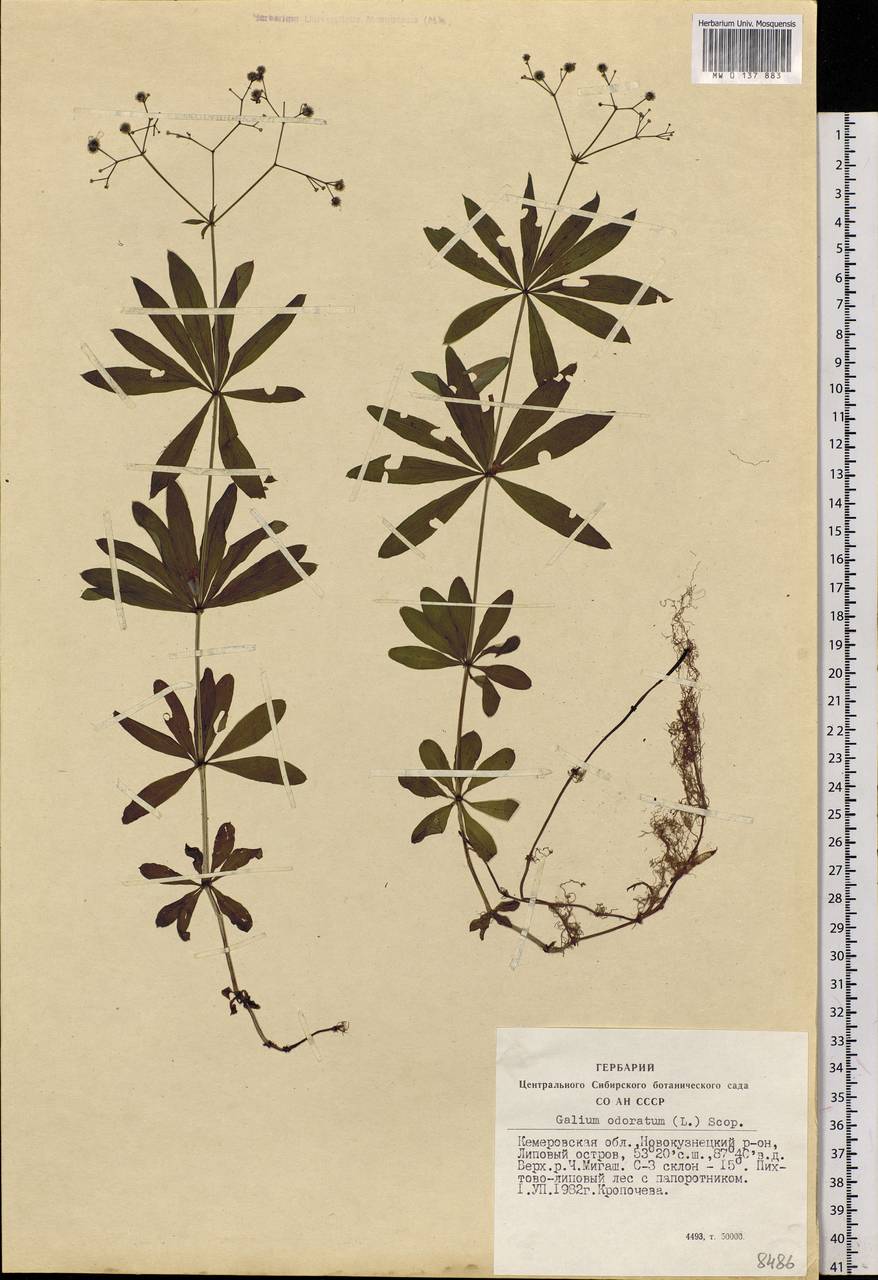 Galium odoratum (L.) Scop., Siberia, Altai & Sayany Mountains (S2) (Russia)