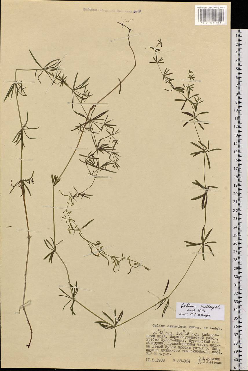 Galium mollugo L., Siberia, Russian Far East (S6) (Russia)