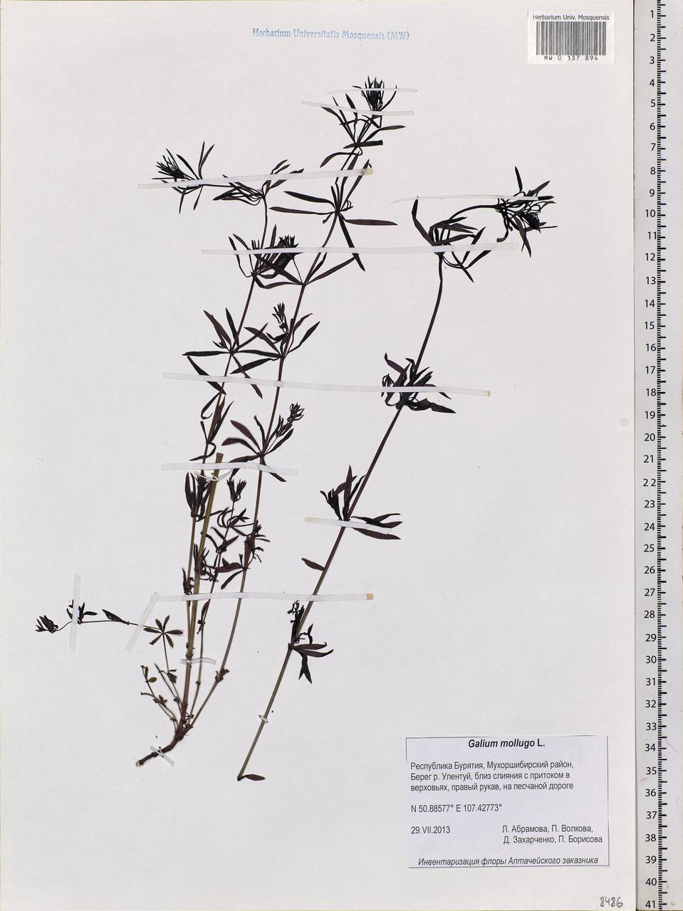 Galium mollugo L., Siberia, Baikal & Transbaikal region (S4) (Russia)