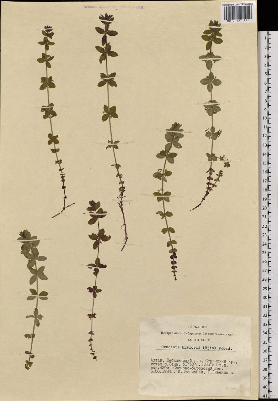 Cruciata glabra subsp. krylovii (Iljin) E.G.Naumova, Siberia, Altai & Sayany Mountains (S2) (Russia)