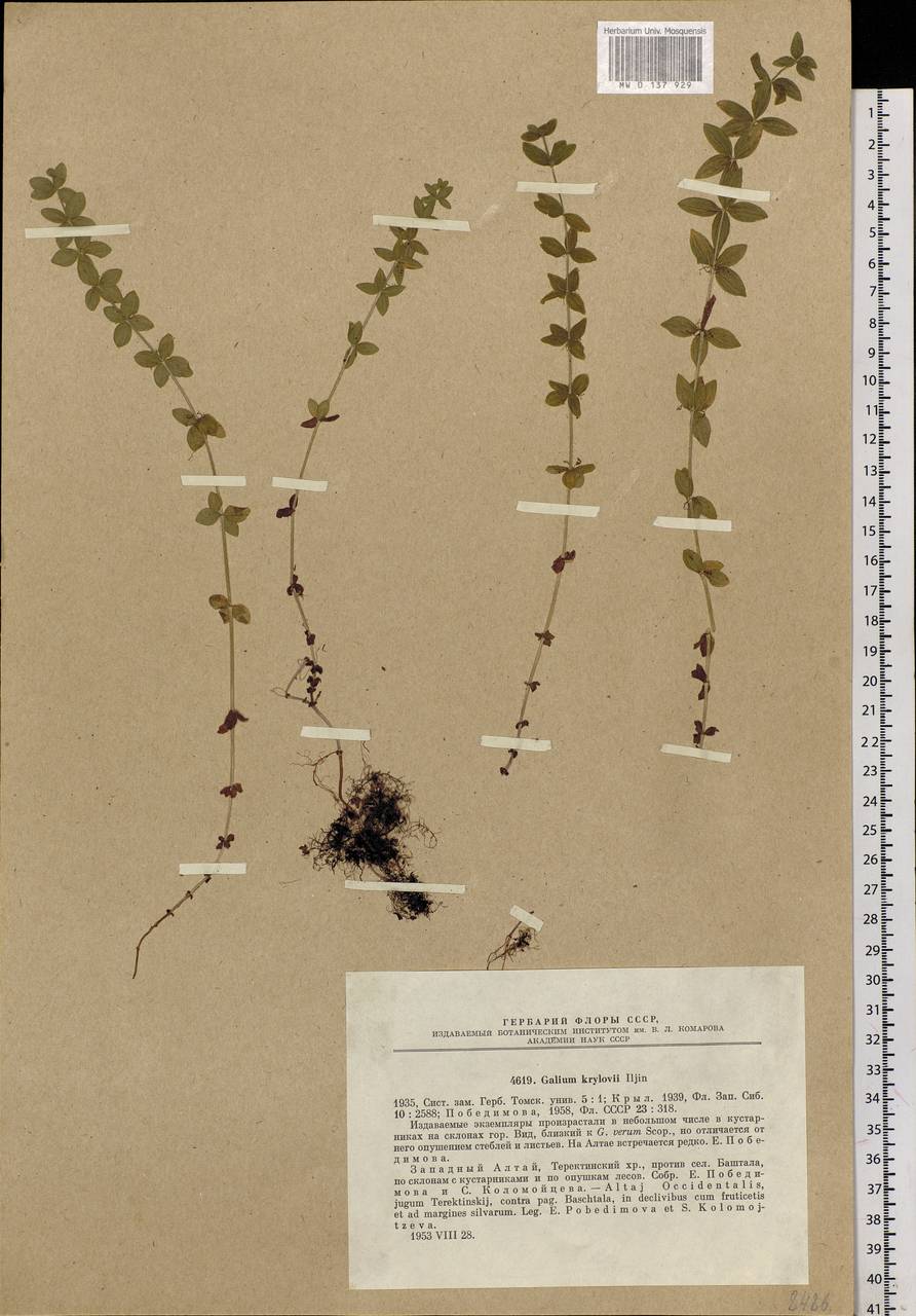 Cruciata glabra subsp. krylovii (Iljin) E.G.Naumova, Siberia, Altai & Sayany Mountains (S2) (Russia)